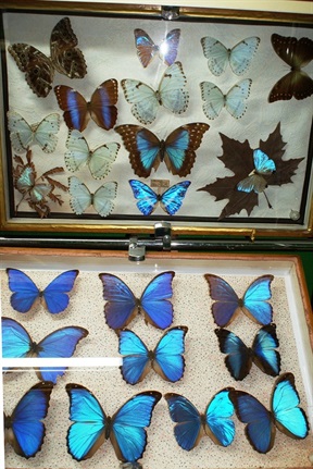 Muzeum motyli